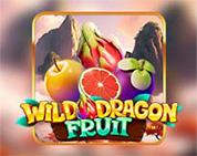 Wild Dragon Fruit